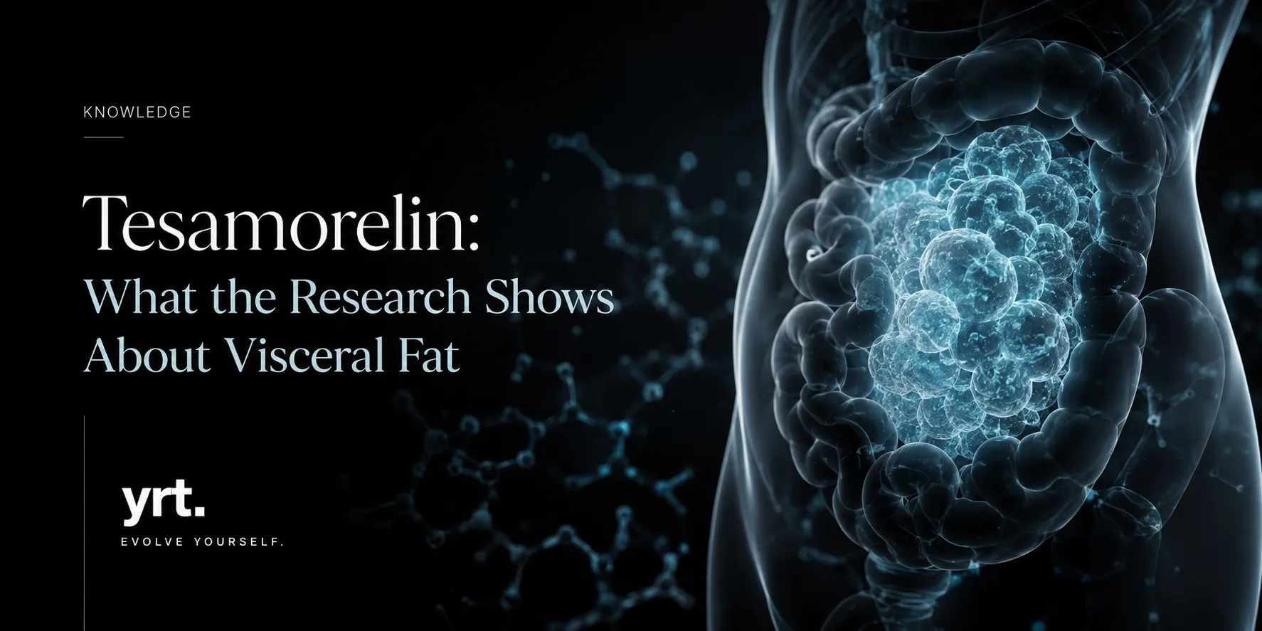 Scientific visualization of visceral fat in the abdomen related to tesamorelin research.